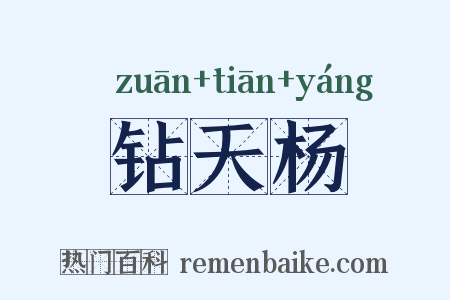 钻天杨是什么意思的图片